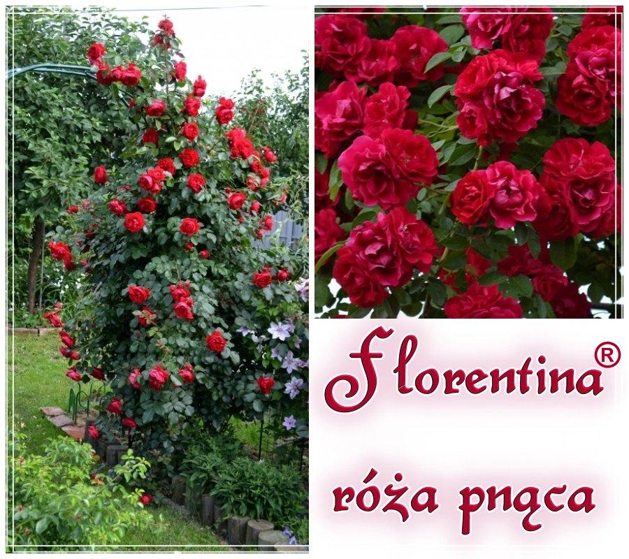 Florentina róże pnące kol